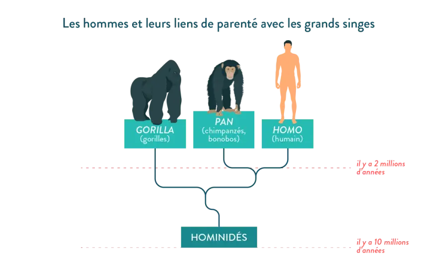 Hominidés - Définition simple pour la 6e et différences clés