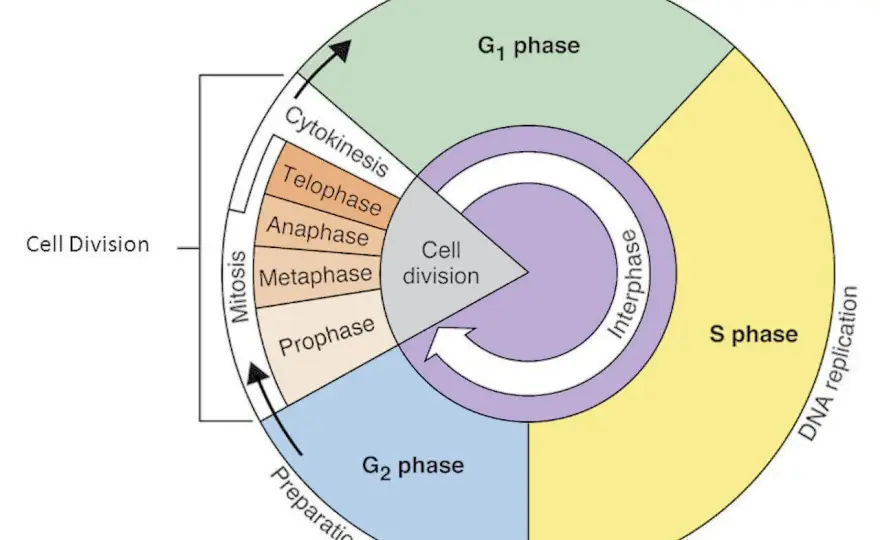 Cycle Cellulaire - Comprendre ses étapes et contrôles