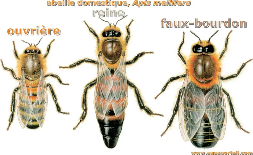 Abeilles - Reine, ouvrières, faux-bourdons: rôles et identification
