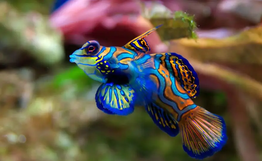 Poissons Rares et Beaux - Comment les Admirer sans Nuire ?