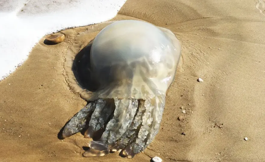 Petite méduse sur la plage - Identifier, réagir, éviter les erreurs