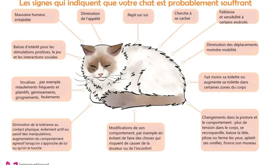 Signes de fin de vie chez le chat - Quand s'inquiéter ?