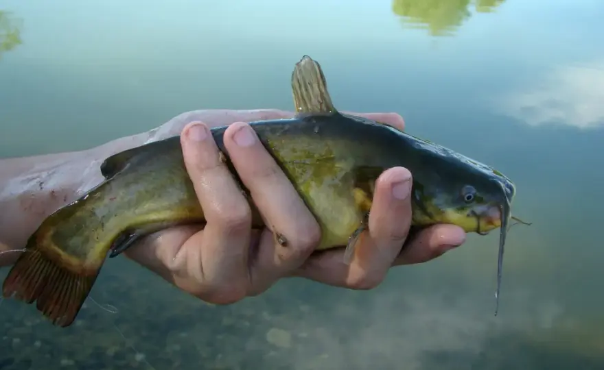 Poisson-chat dangereux ? Risques réels et que faire en cas de piqûre