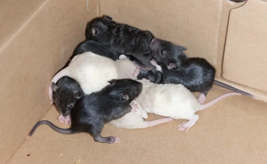 Portée de rat - Comprendre sa reproduction rapide