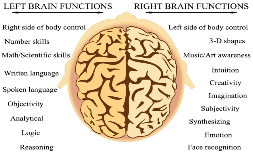 Zones du Cerveau - Fonctions, Symptômes et Protection