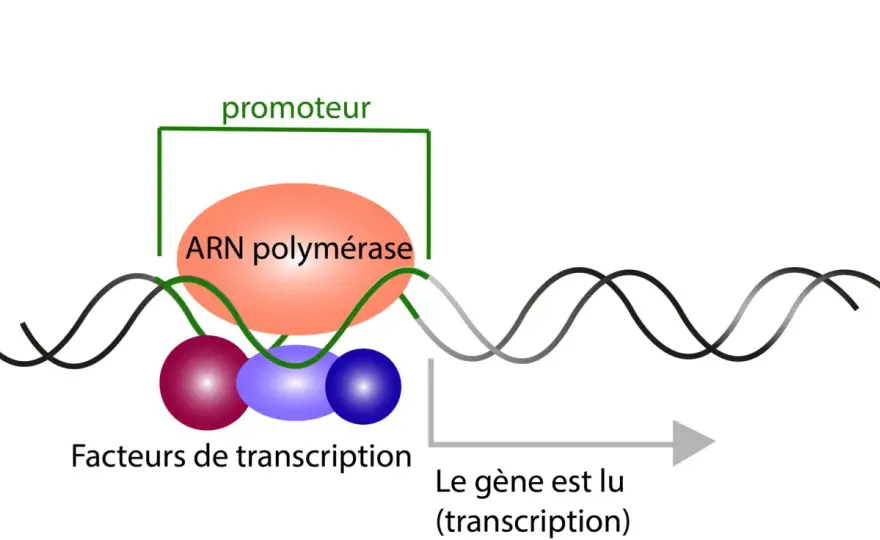 Transcription en SVT - Maîtrisez l'expression des gènes