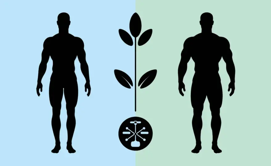Corps légèrement musclé - Le guide pour une silhouette équilibrée