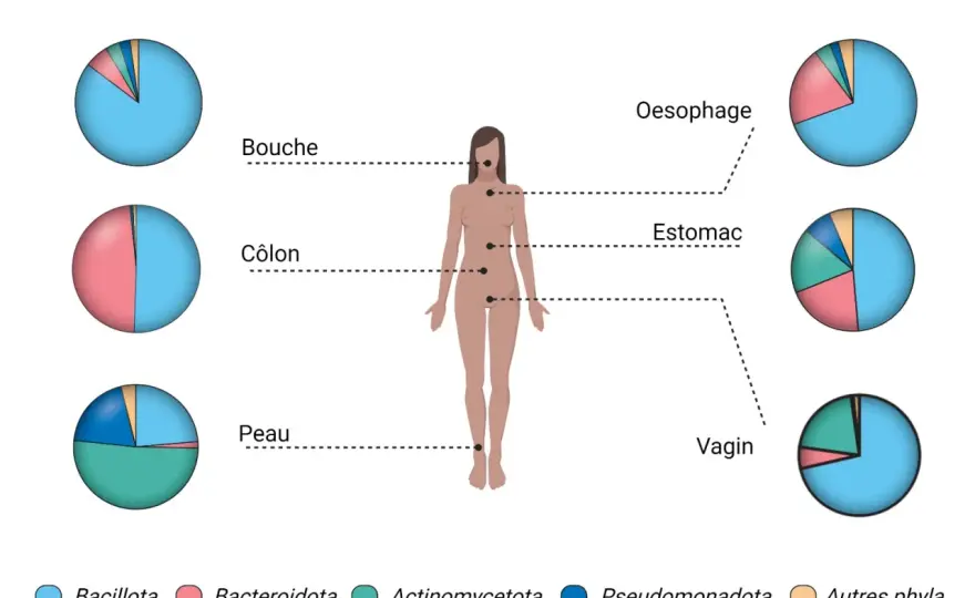 Bactéries dans le corps - Le vrai chiffre et leur rôle vital