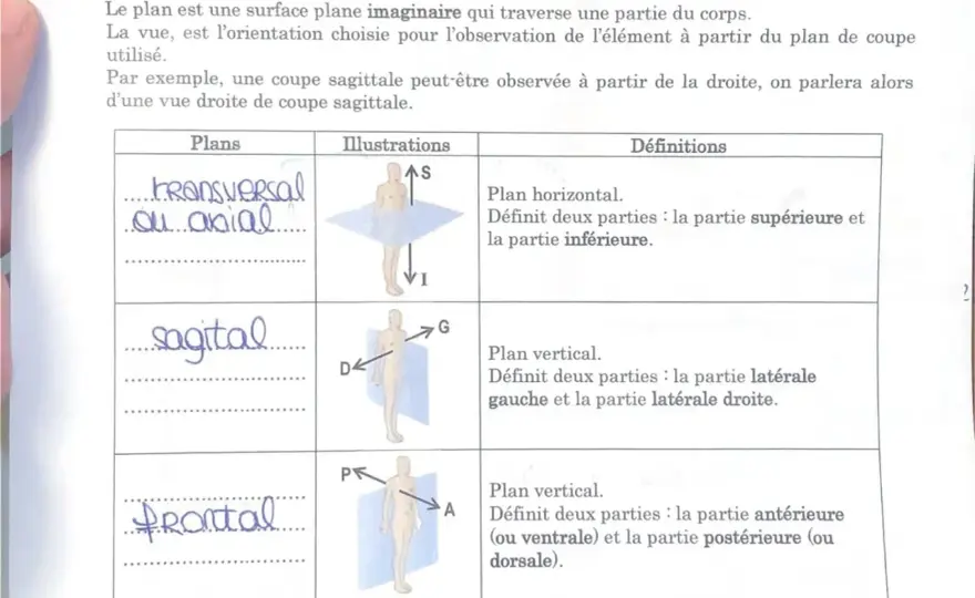 Coupe Transversale vs Longitudinale - Le guide complet