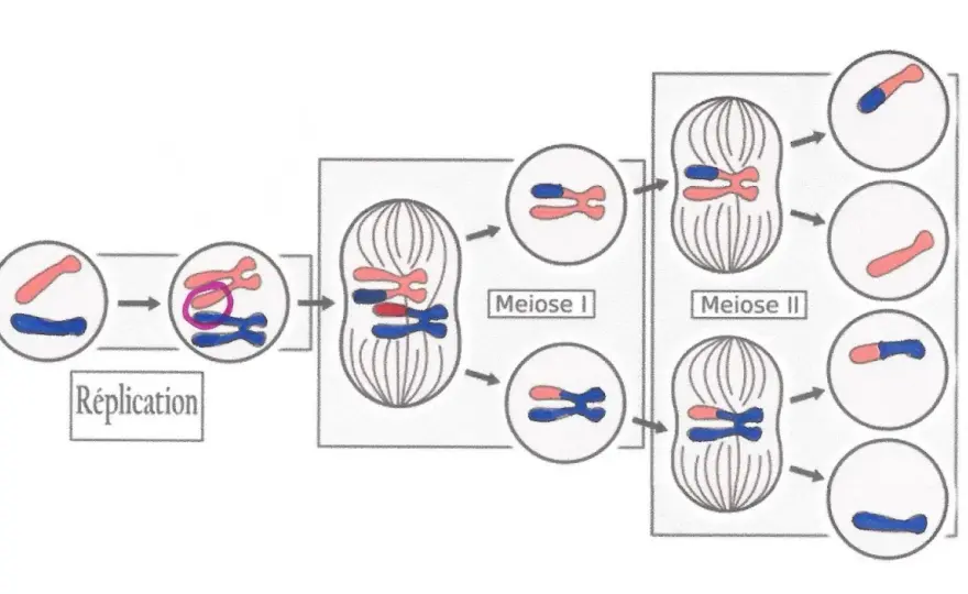 Méiose et trisomie - Comprendre l'erreur chromosomique