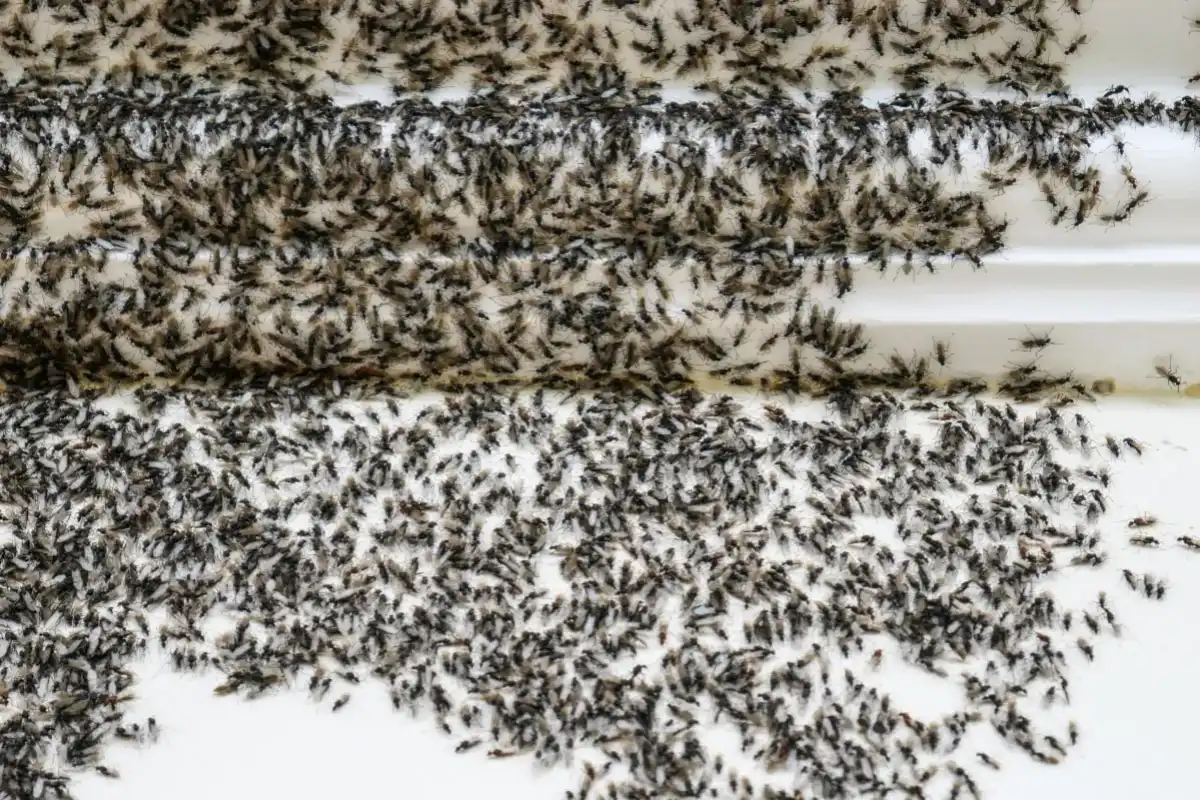 Fourmis volantes dans la maison - que faire ?
