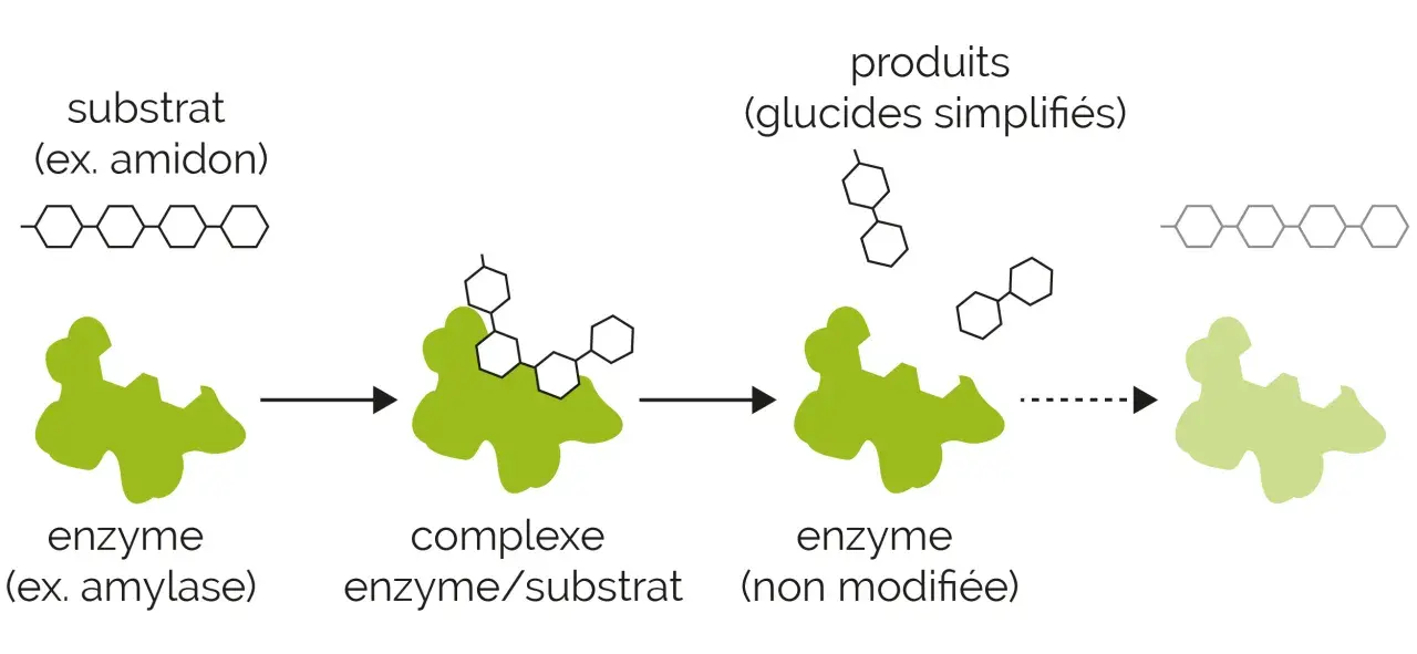 Schéma de l'action enzymatique : un substrat (amidon) se lie à une enzyme (amylase) pour former un complexe enzyme/substrat, puis des produits (glucides simplifiés) sont libérés.