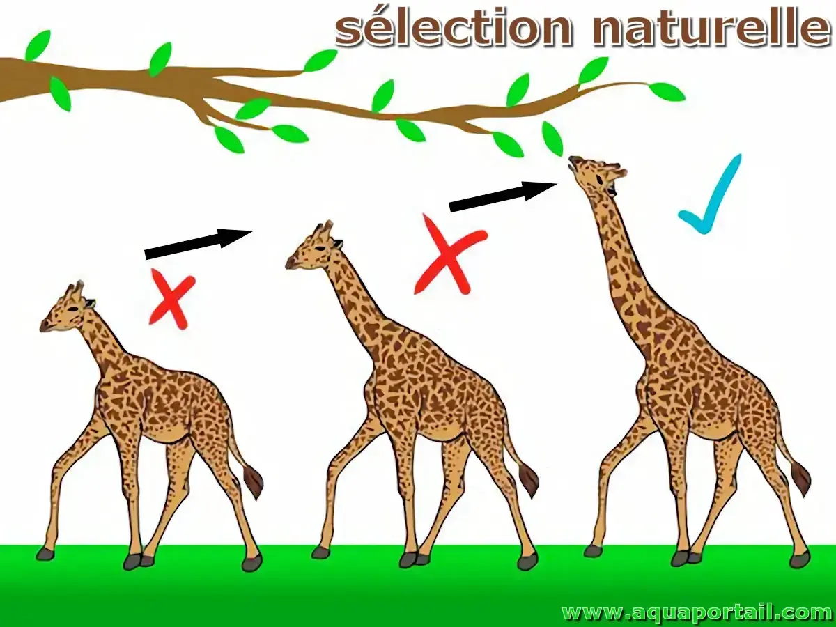 Trois girafes illustrent la sélection naturelle : les plus courtes ne peuvent atteindre les feuilles, tandis que la plus longue y parvient.
