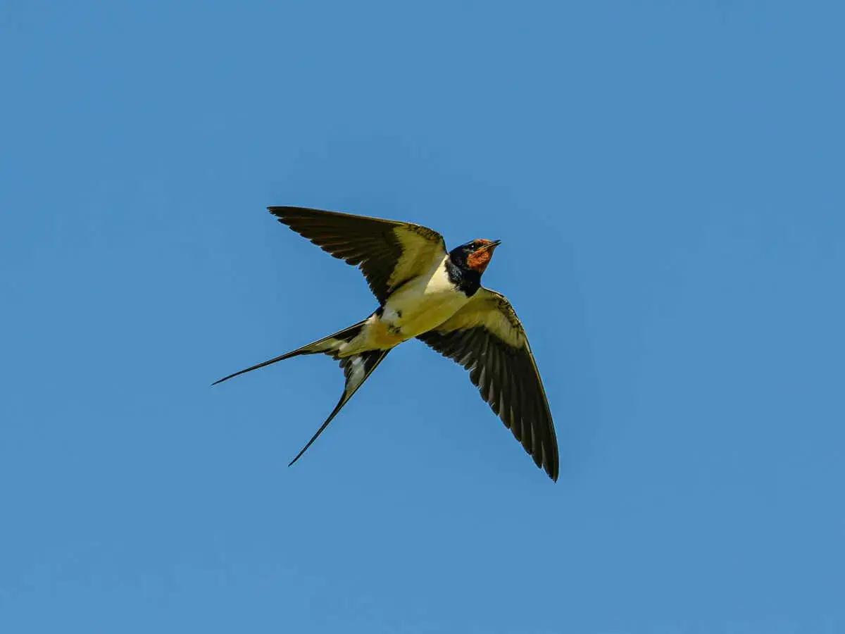 Une hirondelle aux longues queues effilochées plane dans un ciel bleu clair. Elle chasse peut-être des insectes, expliquant pourquoi les hirondelles volent bas.