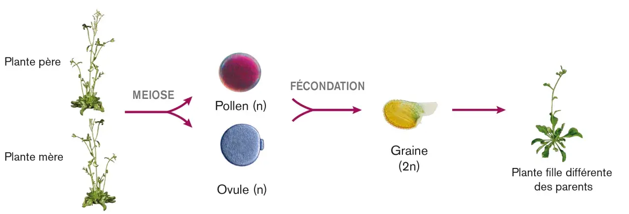 Schéma illustrant le cycle de reproduction d'une plante, de la méiose à la fécondation, produisant une graine puis une plante fille génétiquement différente.