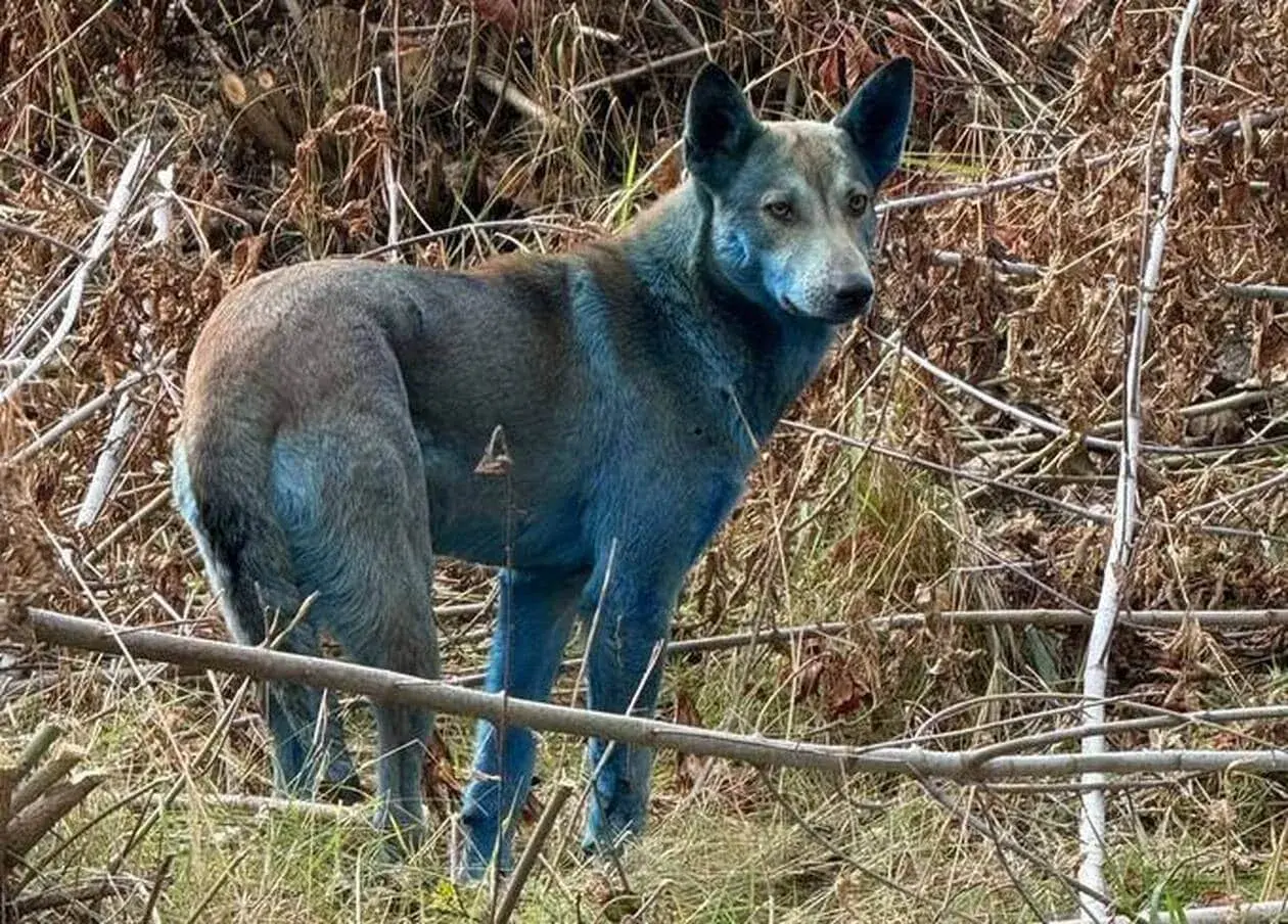 Un chien au pelage bleu étrange, peut-être un signe de mutation chez les animaux de Tchernobyl, se tient dans un environnement boisé.
