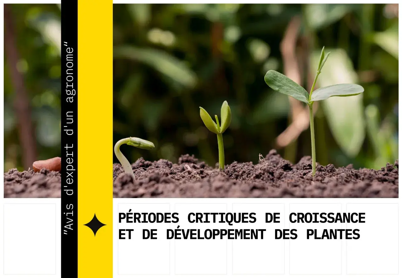 Trois jeunes pousses illustrent les étapes de la croissance des plantes, de la germination à l'épanouissement.