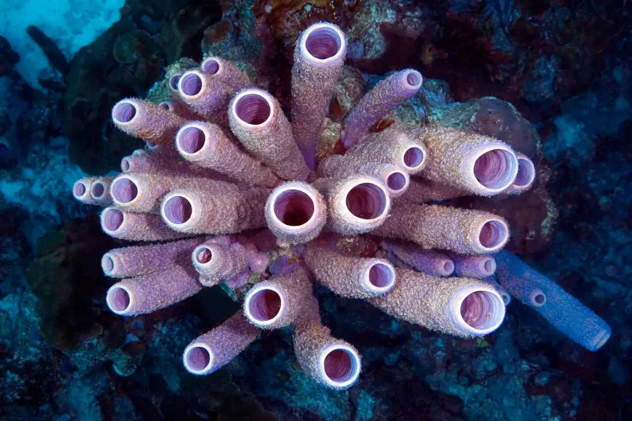 Un bouquet de tubes violets, comme une **éponge de mer** tubulaire, s'épanouit dans les profondeurs bleues.