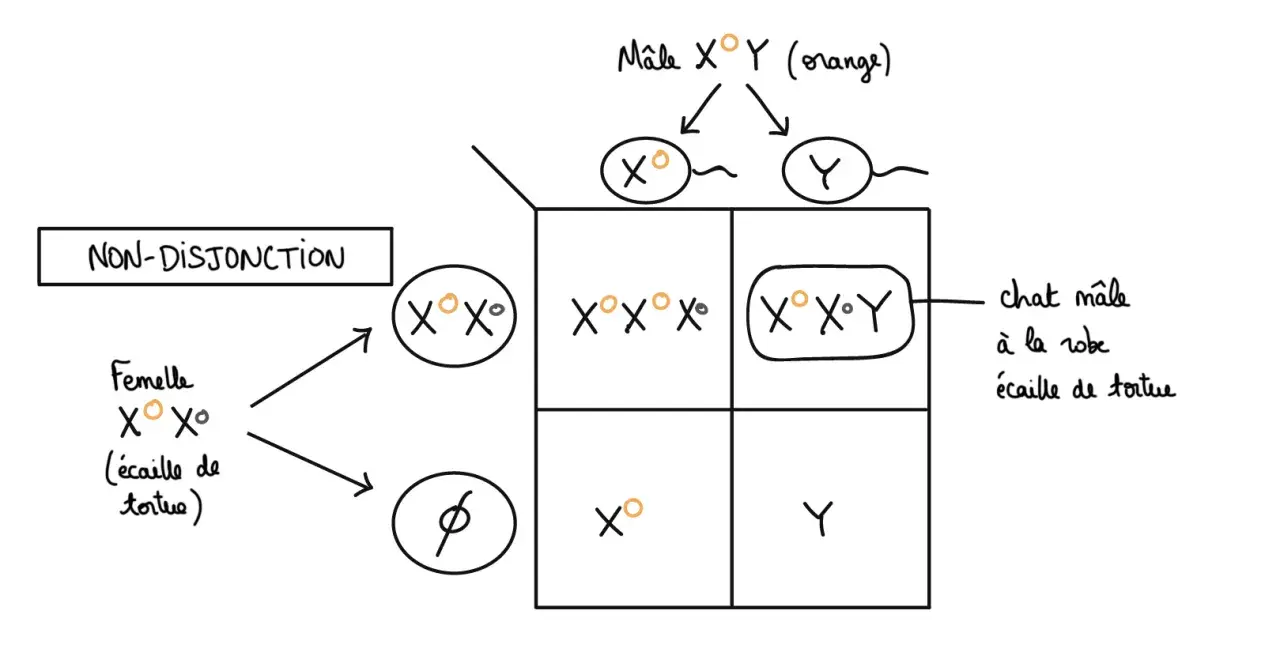 Diagramme de Punnett illustrant la non-disjonction des chromosomes sexuels chez un chat. Un mâle XY (orange) produit des gamètes X° et Y. Une femelle X°X° (écaille de tortue) produit des gamètes X°. Une combinaison anormale X°X°Y donne un chat mâle à l...