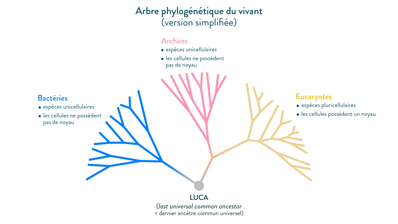 Arbre phylogénétique simplifié montrant la classification des êtres vivants : Bactéries, Archées et Eucaryotes, issus d'un ancêtre commun.