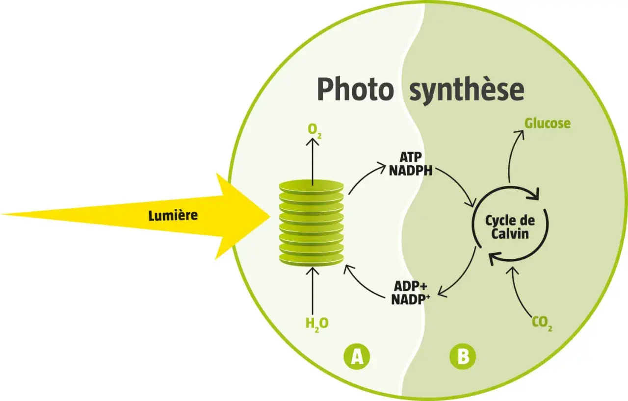 Schéma illustrant la phase photochimique de la photosynthèse : la lumière active les réactions dans les thylakoïdes (A) pour produire ATP et NADPH, essentiels au cycle de Calvin (B).