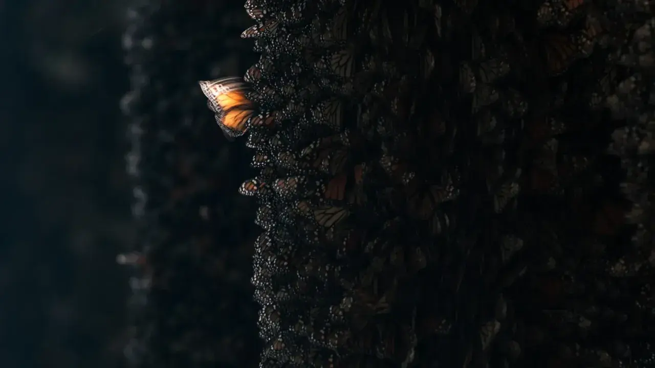 Un papillon monarque isolé, aux ailes orange vif, s'envole d'une masse sombre de papillons, illustrant l'effet papillon def.