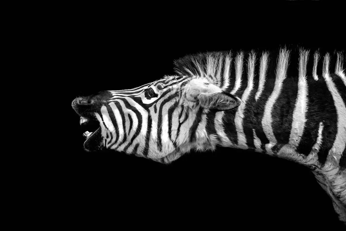 Un animal noir et blanc, une zèbre, rugit avec sa bouche ouverte, révélant ses dents.