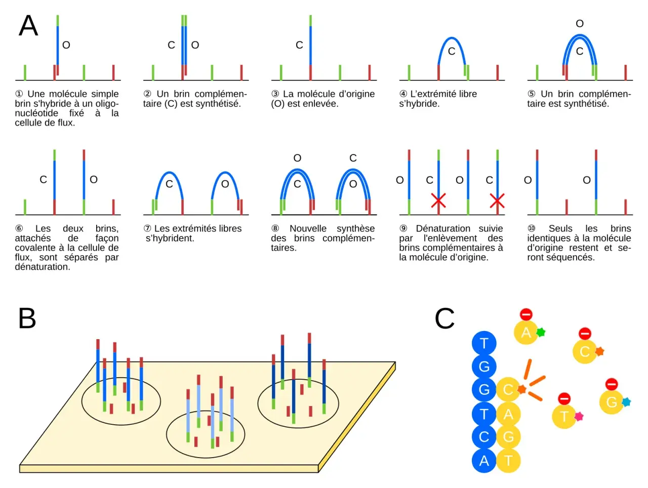 Illustration du séquençage haut débit : étapes de synthèse et de séparation de brins d'ADN pour l'analyse.
