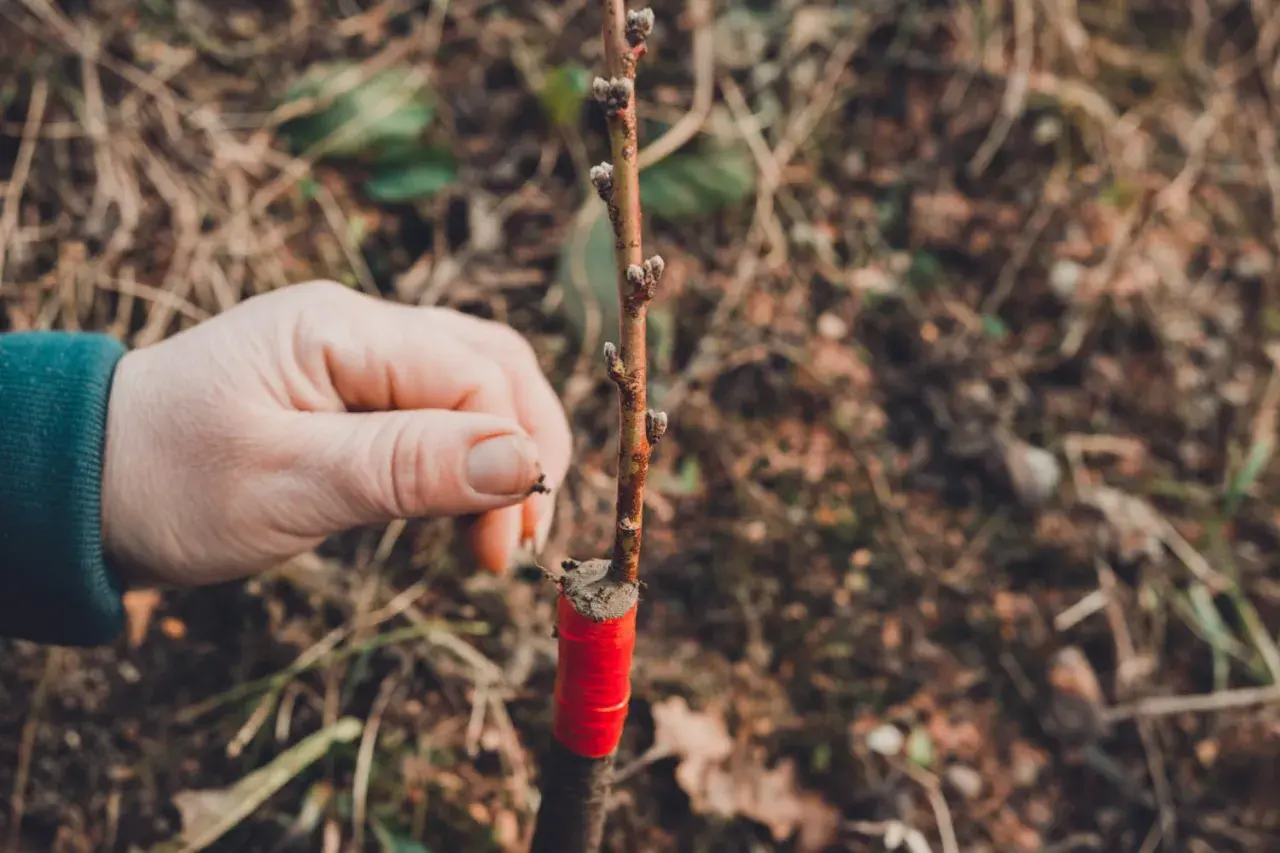 Main d'un jardinier tenant une jeune tige, montrant un type de greffage avec du ruban rouge pour assurer la fusion.