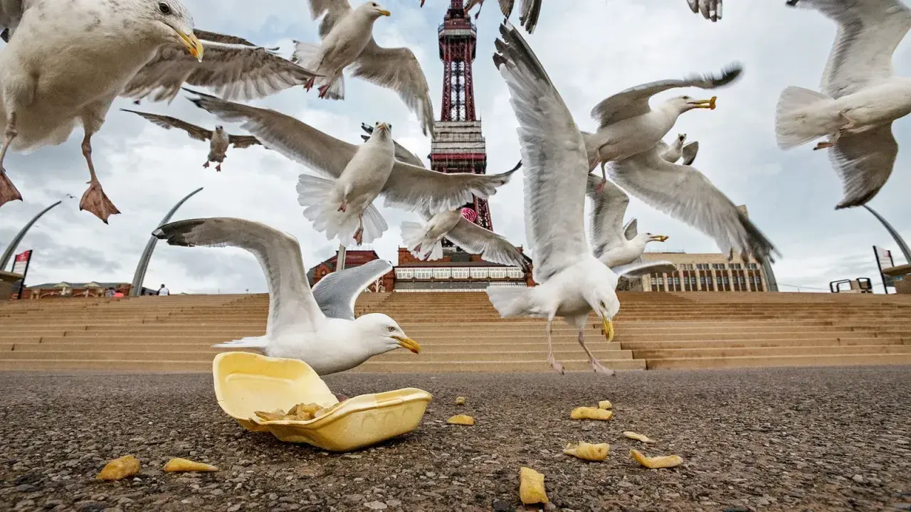 Une nuée de mouettes en vol s'approche d'une barquette de frites abandonnée, avec la tour de Blackpool en arrière-plan.
