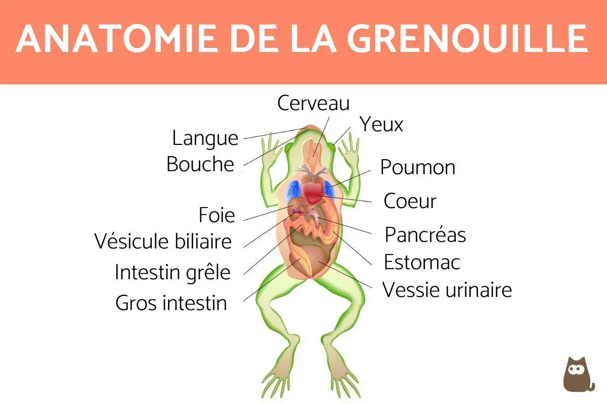 Schéma anatomique d'une grenouille SVT, montrant le cerveau, les yeux, la langue, la bouche, le foie, la vésicule biliaire, l'intestin grêle, le gros intestin, les poumons, le cœur, le pancréas et la vessie urinaire.