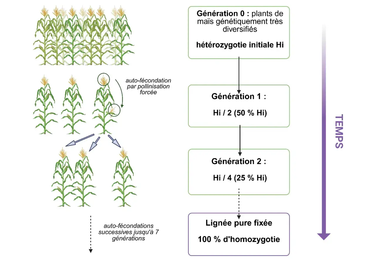 Schéma illustrant la domestication des plantes par auto-fécondation successive de maïs, réduisant l'hétérozygotie jusqu'à une lignée pure fixée.