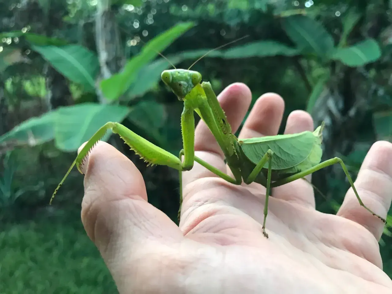 Une mante religieuse géante, d'un vert éclatant, se repose sur une main humaine, ses pattes épineuses prêtes à l'action.
