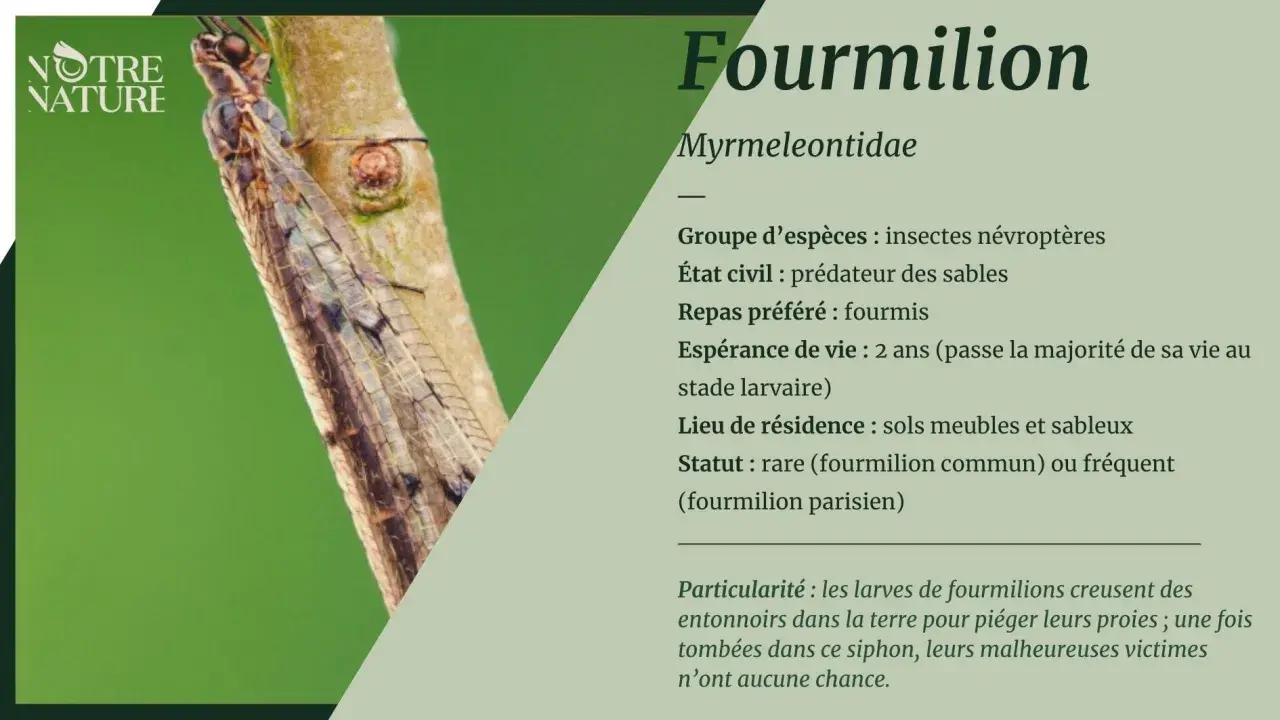 Un fourmilion, insecte prédateur, se repose sur une branche. Sa larve, redoutable chasseuse, creuse des pièges en entonnoir dans le sable.