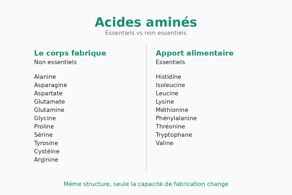 Tableau comparant la composition des acides aminés essentiels et non essentiels, distinguant ceux fabriqués par le corps de ceux apportés par l'alimentation.
