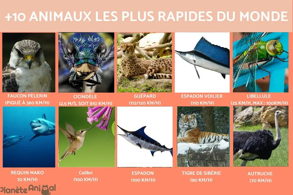 Découvrez les 20 animaux les plus rapides au monde : faucon pèlerin, guépard, requin mako, colibri, espadon, et bien d'autres.