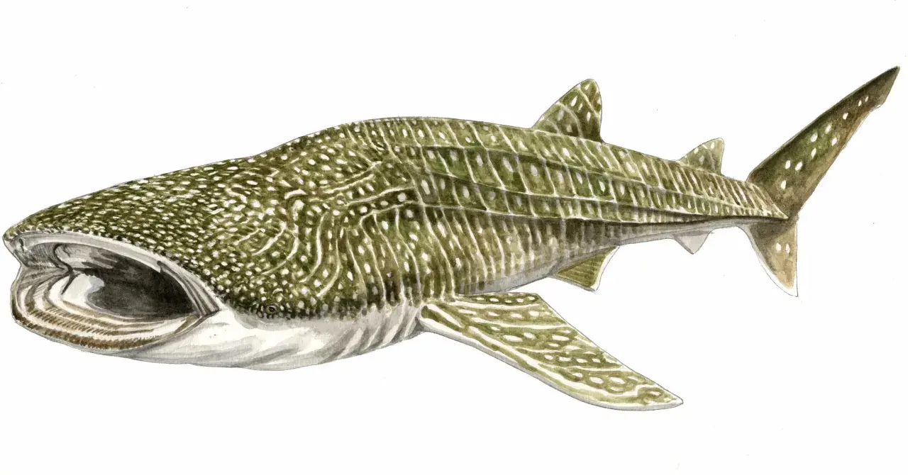 Illustration d'un requin-baleine, le requin le plus grand du monde, avec sa bouche ouverte et son corps tacheté.