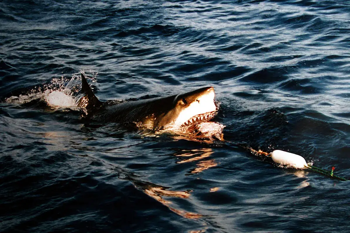 Un grand requin blanc émerge des vagues, gueule ouverte, prêt à mordre. On se demande que mange le requin blanc.