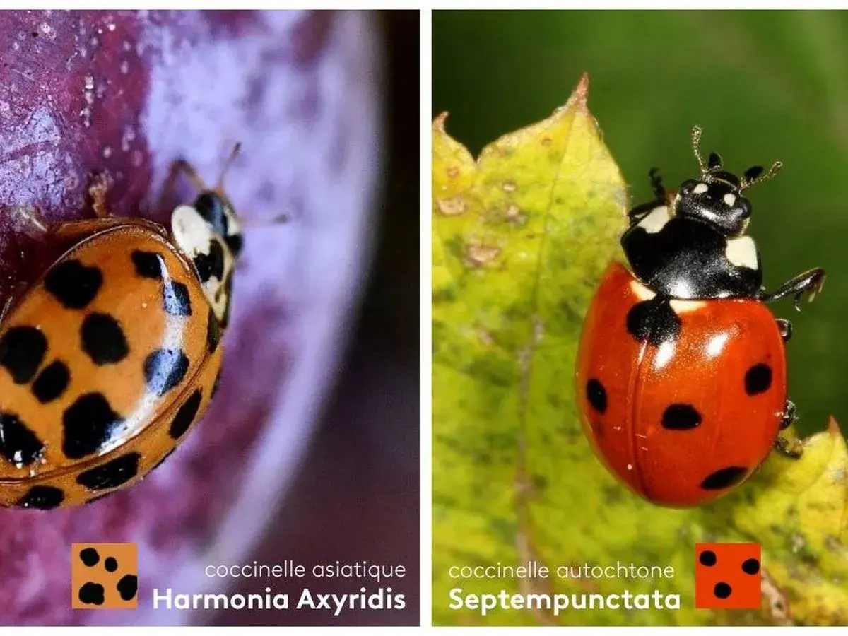 Comparaison entre une coccinelle asiatique (Harmonia axyridis) orange à pois noirs et une coccinelle autochtone rouge à pois noirs.