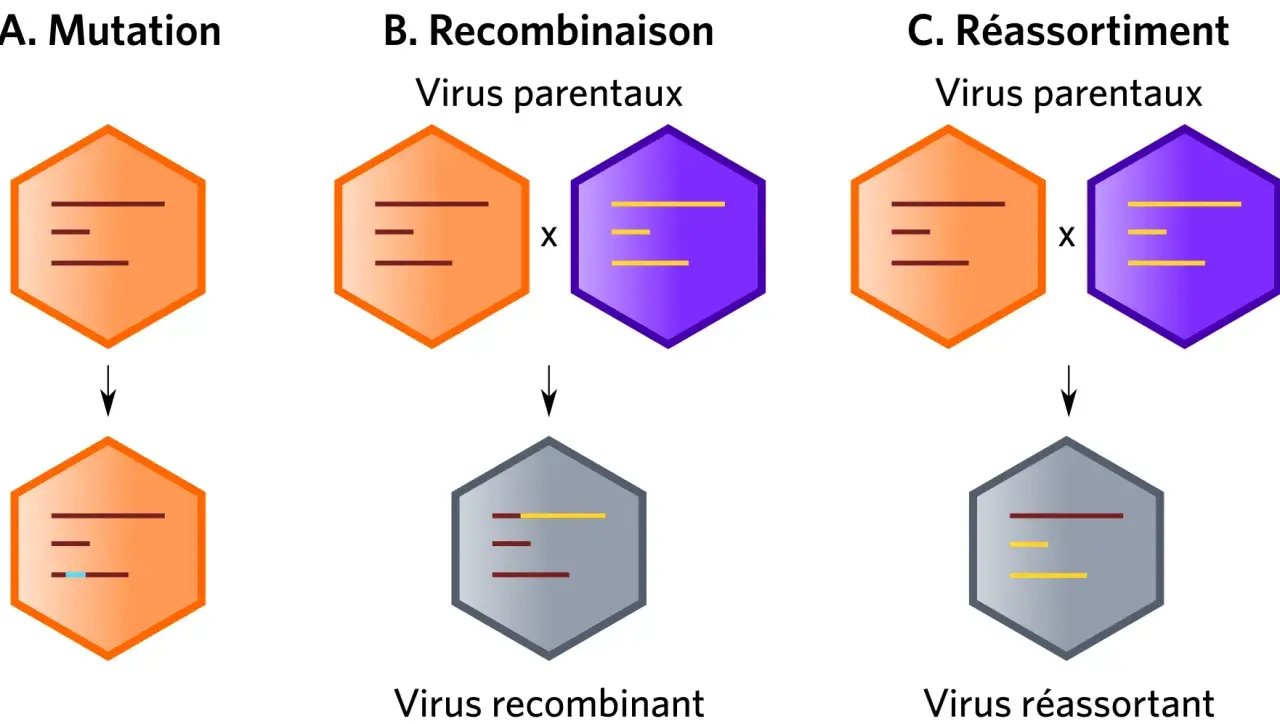 Schéma illustrant qu'est ce qu'un virus : mutation, recombinaison et réassortiment génétique.