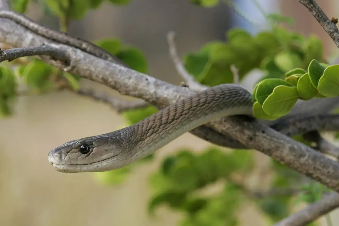 Un serpent mamba noir, aux écailles grises, s'enroule sur une branche d'arbre, entouré de feuilles vertes.