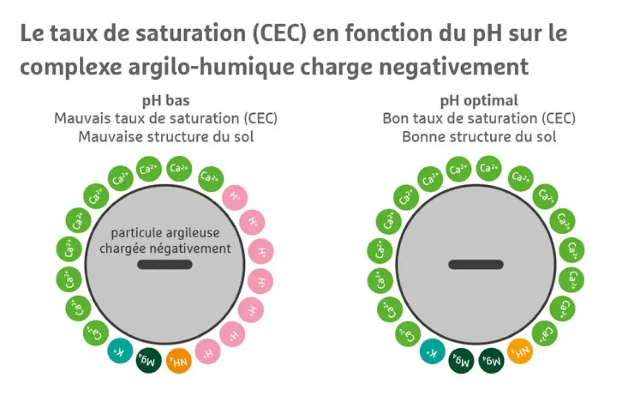 Le complexe argilo-humique chargé négativement montre une mauvaise structure du sol à pH bas, avec peu de cations. À pH optimal, la structure s'améliore avec plus de cations.