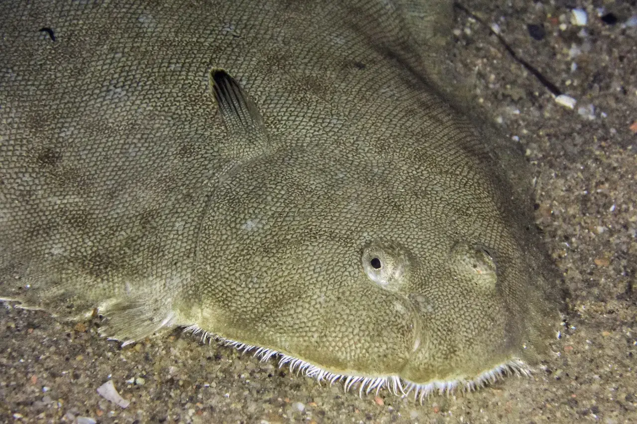 Un poisson plat, le sole, se camoufle parfaitement sur le sable. Ses yeux sont tournés vers le haut, prêt à surprendre.