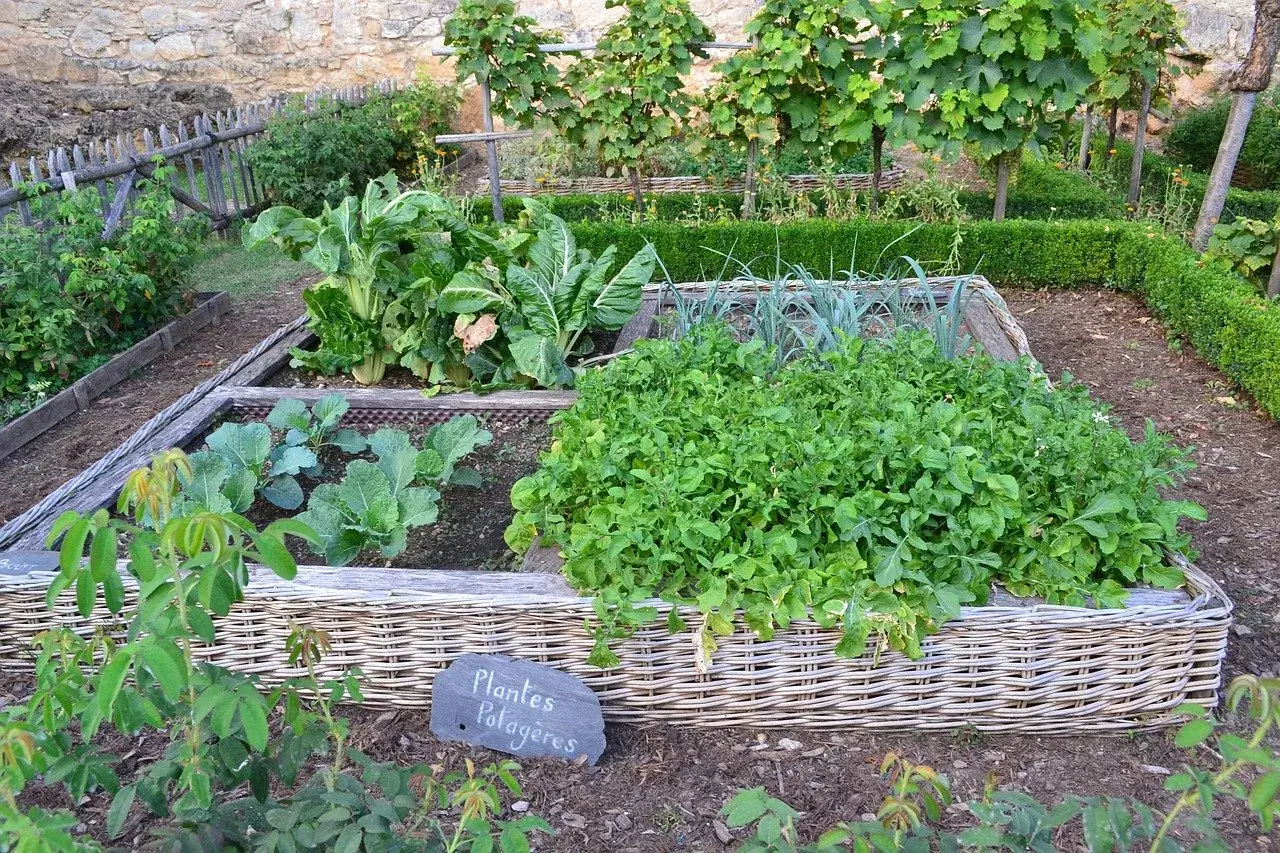 Jardin potager avec légumes variés dans des carrés surélevés. La nature du sol semble riche et bien entretenue, favorisant la croissance des plantes potagères.