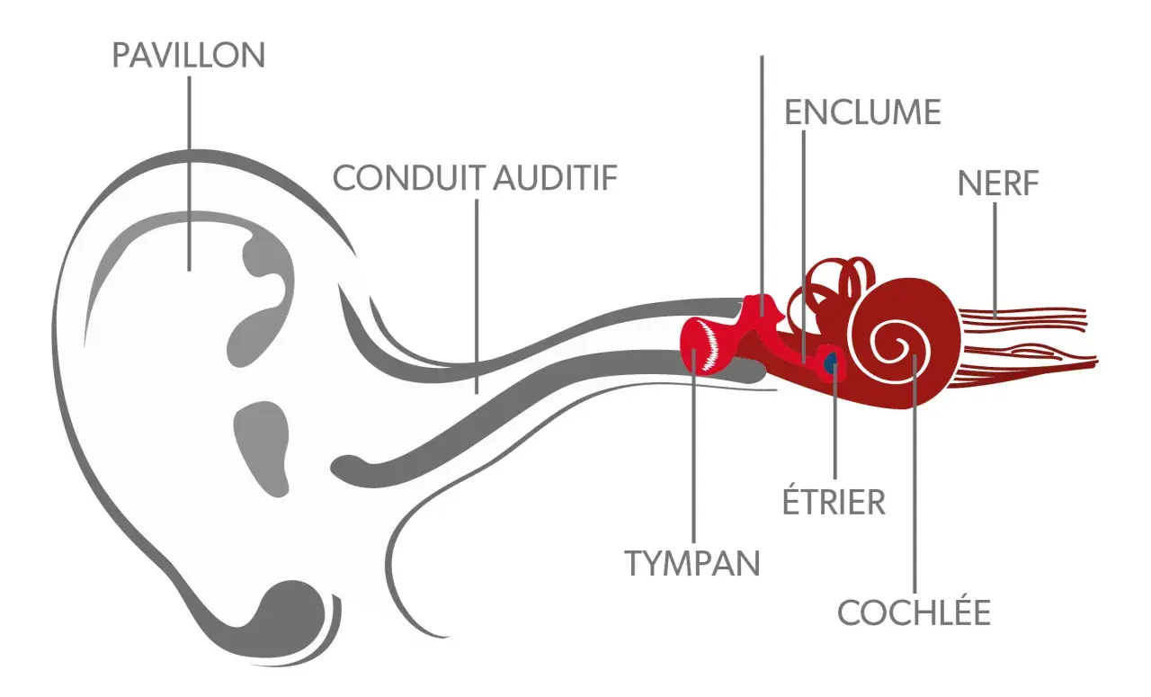 Schéma illustrant le fonctionnement de l'oreille : pavillon, conduit auditif, tympan, enclume, étrier, cochlée et nerf.