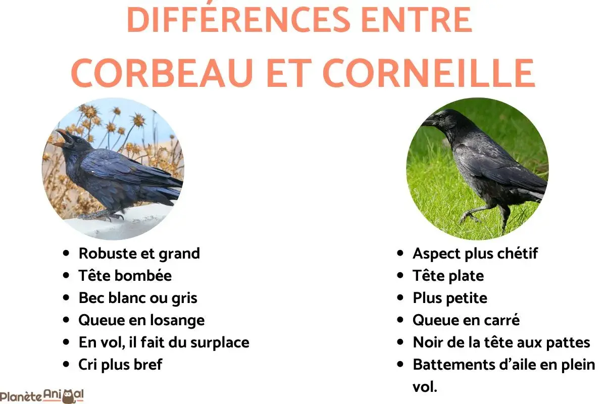 Comparaison visuelle entre un corbeau, robuste, et une corneille, plus fine. Le corbeau a une tête bombée et une queue en losange, tandis que la corneille a une tête plate et une queue carrée.