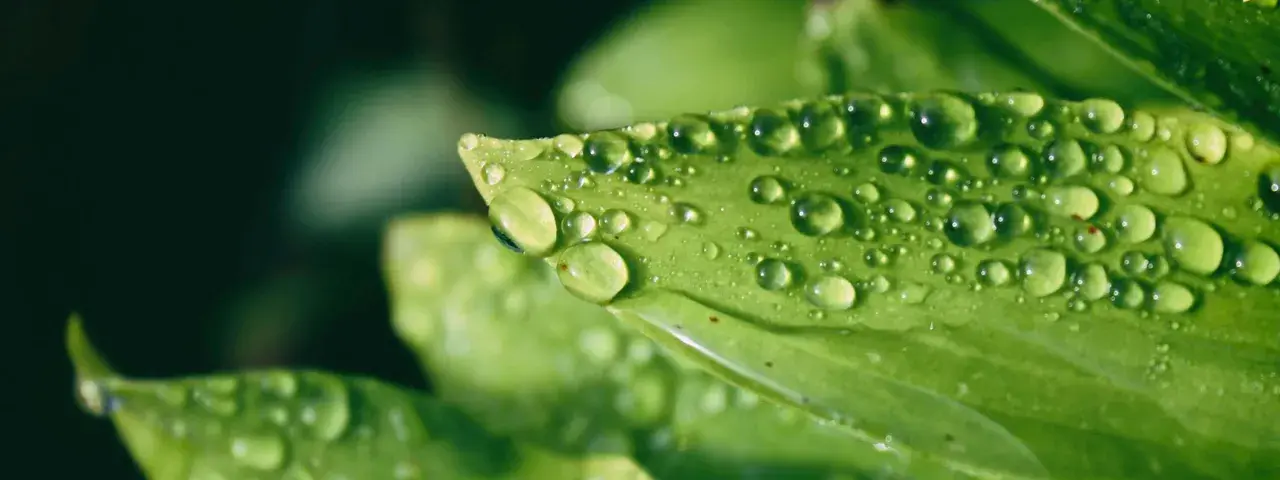 Gouttes scintillantes de la rosée du matin sur une feuille verte, capturant la fraîcheur d'un nouveau jour.