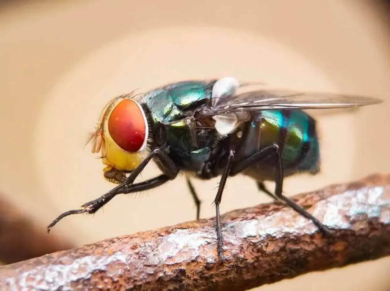 Une mouche verte aux grands yeux rouges se frotte les pattes sur une branche. Elle nettoie ses capteurs pour mieux sentir et goûter.