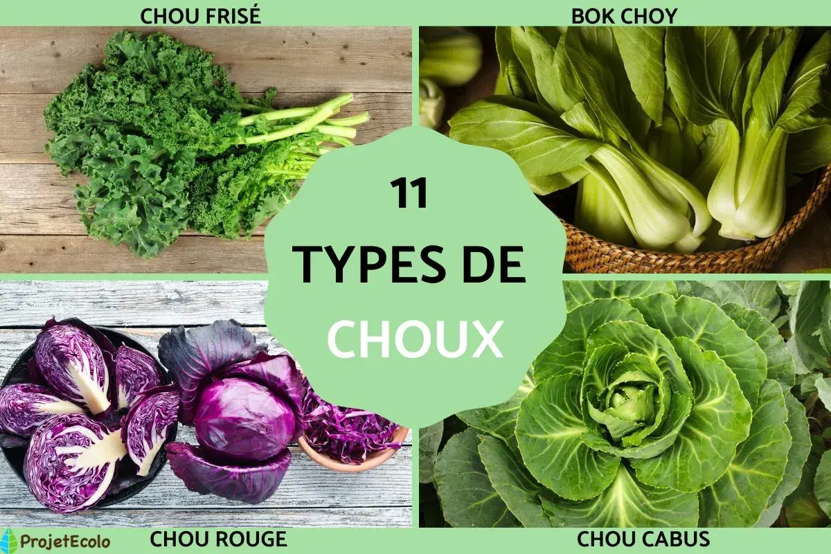 Découvrez 11 types de choux : chou frisé, bok choy, chou rouge et chou cabus. Une belle variété de choux pour tous les goûts.
