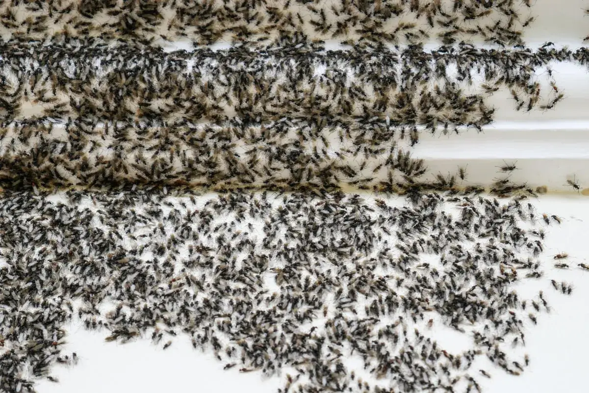 Une nuée de fourmis volantes, certaines avec des ailes, se presse sur une surface blanche.